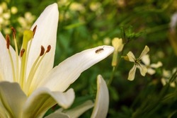 a small wasp sits on a white petal of a large lily in a green garden