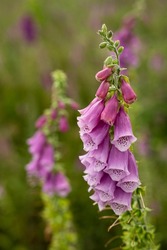 Close up of the beautiful but toxic blossoms of foxglove (Digitalis purpurea) plants, blooming purple and pink. Common foxglove is a species of flowering plant in the plantain family Plantaginaceae.