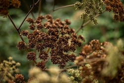 Beautiful close-up of dried angelica plants (Apiaceae) in earth tones, suitable as a natural botanical background