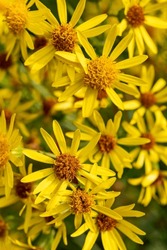 Flowering ragwort or benweed (Jacobaea vulgaris), suitable as a yellow flower background