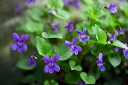 wild violet growing in the forest (violet, wild violet, viola hirta, viola sororia, sweet violet)