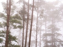 The Pines Forest Growing in The Mid Afternoon Fog