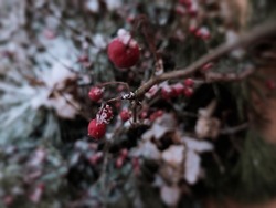 winter pine red berries frosty snow leaves wallpaper