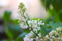 White lilac on blurred green background close up