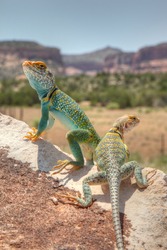 Male and Female Eastern Collared Lizards (Crotaphytus collaris) or Mountain Boomers near Colorado National Monument