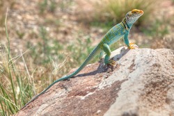Male Eastern Collared Lizard or Mountain Boomers (Crotaphytus collaris), near Colorado National Monument, Colorado