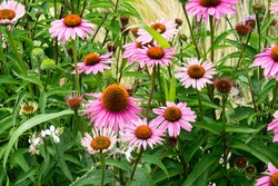 blooming purple and rose coneflower 