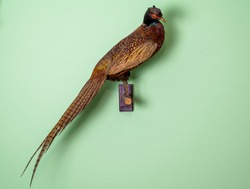 pheasant taxidermy. color photo of wild pheasant on the wall