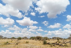 Magnificent view of wildlife under the beautiful blue sky of the savanna (Tarangire National Park, Tanzania)