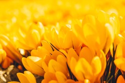 Yellow crocuses in the early spring. High quality photo