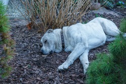White cute dog sleeps on ground