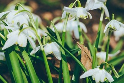 Close up of common snowdrops in bloom. High quality photo