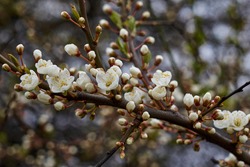 White beautiful flowers in the tree blooming in the early spring, backgroung blured. High quality photo