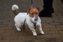 A proud try colour jack russell terrier on a lead.