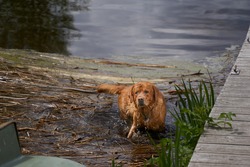 Dog on the lake. Golden Labrador retriever Golden Doodle. Happy holiday with dog. Swimming dogs. 