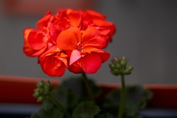 Beautiful blooming red pelargonium in the open yard. These flowers are the decoration of the garden. High quality photo