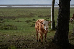Adorable cow in the pasture in rainy day. High quality photo