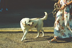 labrador retriever white dog on a leash . High quality photo