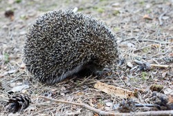 Hedgehog (scientific name: Erinaceus europaeus) A wild native European hedgehog in its natural forest habitat. High quality photo