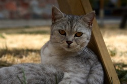 Scottish cat looking at camera. Portrait of gray tabby cat. Cute domestic animal. High quality photo