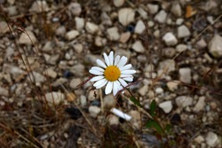 A beautiful little flower grows on a stone path along the side of the road. View from above. . High quality photo