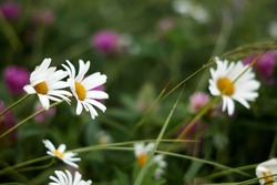Chamomile pharmacy (otherwise Matricaria chamomilla, chamomile stripped, Camila, blink, blush, maiden flower, romaniei) in the meadow. Macro photography, narrow focus. High quality photo