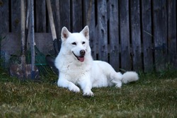 white haski dog sits and looks around. High quality photo