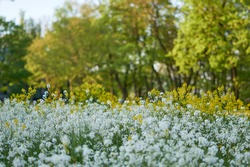 carpet of flowers in the forest, blooming forest. High quality photo