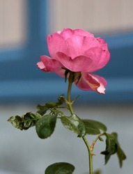 Pink rose flower in the rose garden. side view. Soft focus.High quality photo