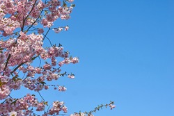 Sakura, Pink cherry blossom on background blue sky. Space for text. High quality photo