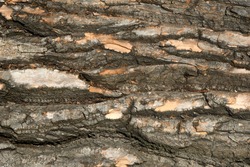 Close Up of Bark on Tree Stump. Old tree. many years old. carbon sink. close up of bark.macro photography. multi use. blog. article. background or backdrop. sunlight on bark. High quality photo