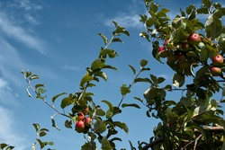 close-up of a branch of an apple tree with red apples. High quality photo