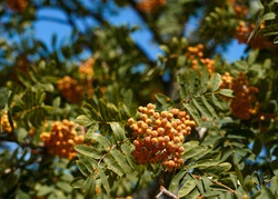 Ripe red-orange rowan berries close-up growing in clusters on the branches of a rowan tree. High quality photo