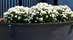 Big flower pot in garden courtyard. Patio outside decoration elements. Big flower pot with small white plant. Street decoration. Plants in the city. High quality photo