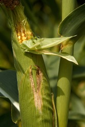 fresh corn growing in the field, corn farm, autumn harvest, green husk. High quality photo