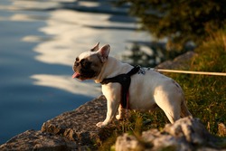 Close up portrait French Bulldog. Cute happy French bulldog puppy. High quality photo