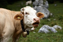 Close up of a brown and white cow on a green alpine meadow. High quality photo