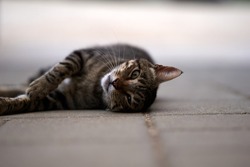A beautiful tabby cat is lying on a road and posing. selective focus. High quality photo