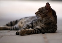 portrait of a grey cat with stripes laying on a ground, close-up, selective focus. High quality photo