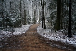Winter has come. First snow frost. Morning walk, snow, ice, forest. Selective focus. High quality photo