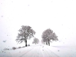 black trees on a background of white snow on a snowy day. winter road view. SNOWING. High quality photo