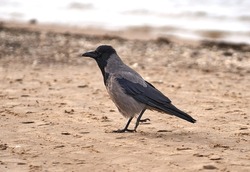 A lovely yet lonely crow observes a beach in gentle winds. High quality photo