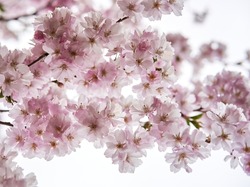 Brunch of light pink cherry or sakura blossoms on white background. Botanical selective focus. High quality photo