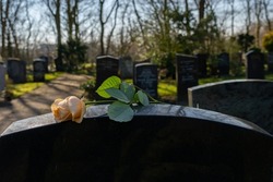 A yellow rose on a black tombstone. Blurred gravestones in the background.