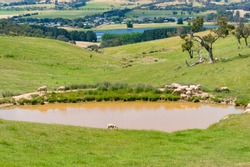 Sheep near the dam, lake nature background. Agriculture, rural landscape