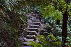 Stone staircase in rainforest