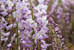 Delicate purple wisteria flower nature texture background