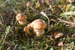Group of mushrooms ‘Tricholoma focale’ in nature, close-up