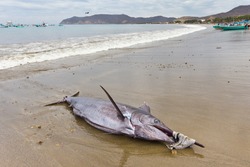 Swordfish landed on beach by fishermen, Puerto Lopez, Ecuador