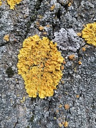 Hypogymnia physodes and Xanthoria parietina common orange lichen, yellow scale,  maritime sunburst lichen and shore lichen lichenized fungi growing on a branch. Close up view with natural background.